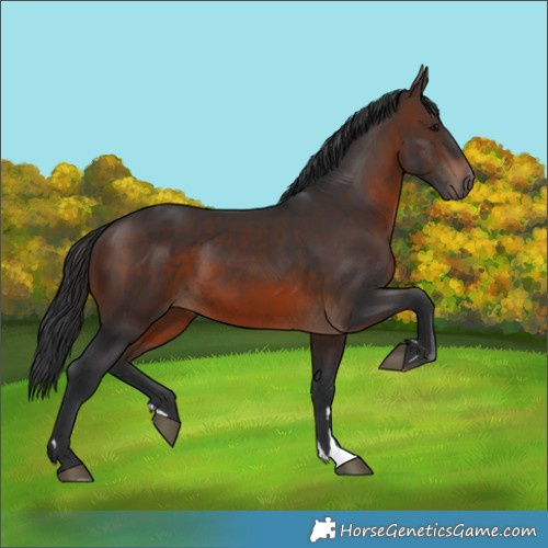 Horse Color:Brown Rabicano 