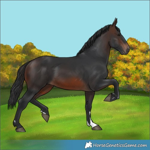 Horse Color:Brown Rabicano 