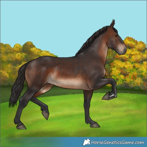 Horse Color:Brown Rabicano 