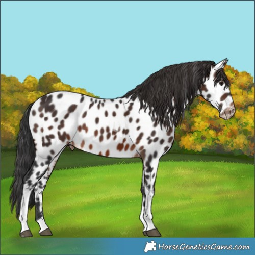 Horse Color:Brown Tobiano Near Leopard 