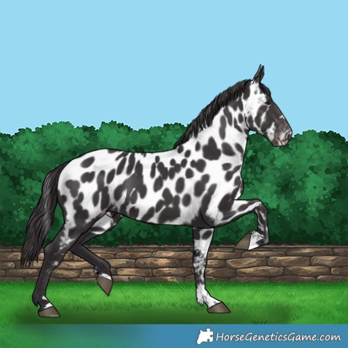 Horse Color:Smoky Black Near Leopard 