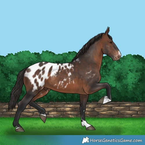 Horse Color:Brown Appaloosa 
