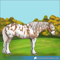 Horse Color:White Spotted Chocolate Palomino Splash Near Leopard