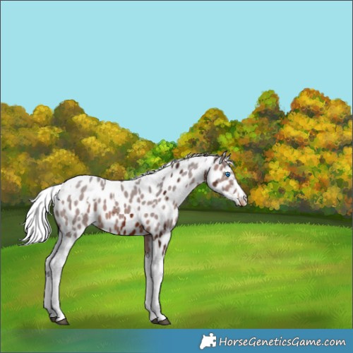 Horse Color:Silver Brown Merle Tobiano Near Leopard 