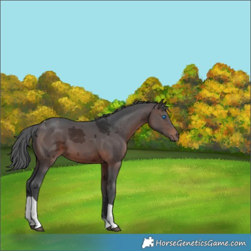 Horse Color:Brown Merle Tobiano 