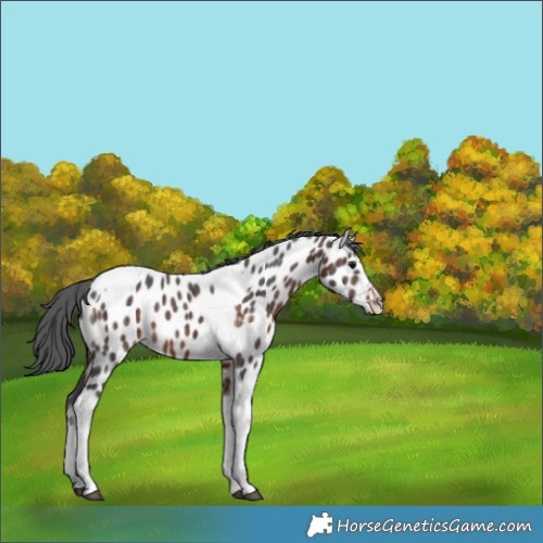 Horse Color:Brown Merle Tobiano Near Leopard 