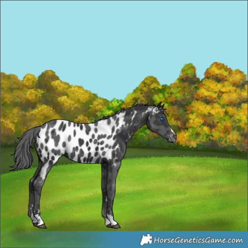 Horse Color:Black Merle Near Leopard 