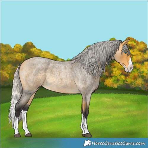 Horse Color:Silver Buckskin Roan Splash 