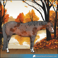 Horse Color:Brown Merle