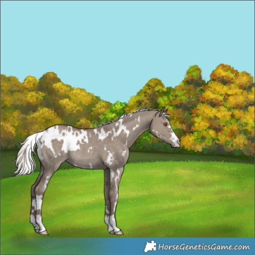 Horse Color:White Spotted Silver Grullo Rabicano 