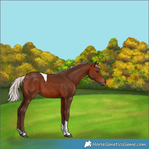 Horse Color:Silver Brown Tobiano 