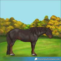 Horse Color:Liver Chestnut 