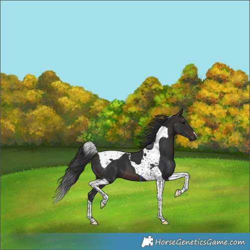 Horse Color:Brown Tobiano