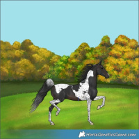 Horse Color:Brown Tobiano 
