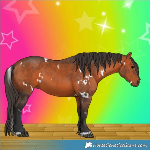 Horse Color:White Spotted Bay