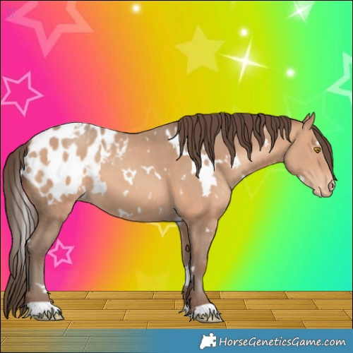 Horse Color:White Spotted Amber Champagne Appaloosa
