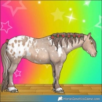Horse Color:White Spotted Amber Champagne Appaloosa 