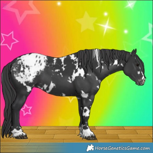 Horse Color:White Spotted Black Appaloosa 