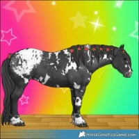 Horse Color:White Spotted Black Blanket