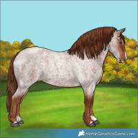 Horse Color:Red Roan Splash 