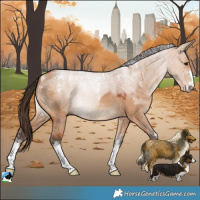 Horse Color:Powder White Bay Dun 