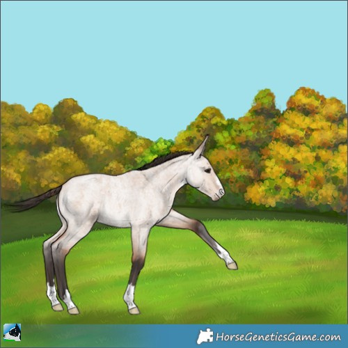 Horse Color:Bay Roan Dun 