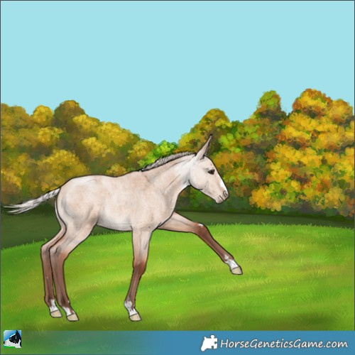 Horse Color:Silver Bay Roan Dun 