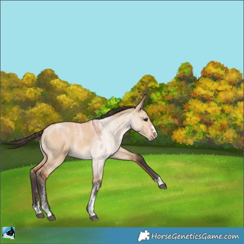Horse Color:Powder White Bay Dun 