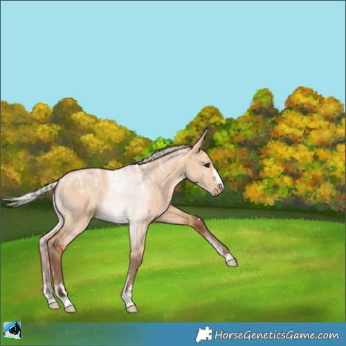 Horse Color:Powder White Silver Bay Dun 