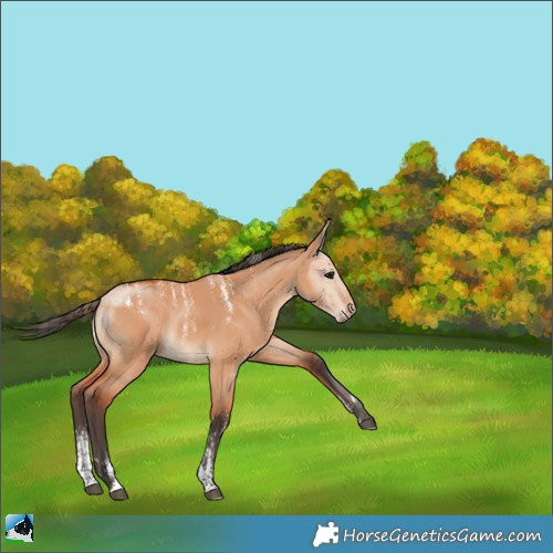 Horse Color:Powder White Bay Dun 