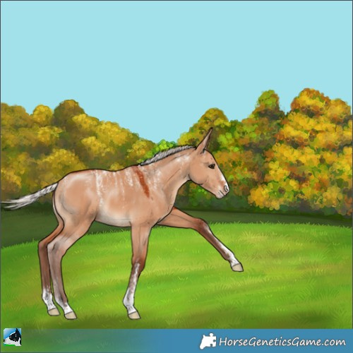 Horse Color:Powder White Silver Bay Dun 