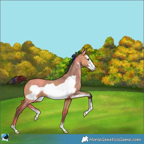 Horse Color:Painted Bay Dun Sabino Frame Rabicano 