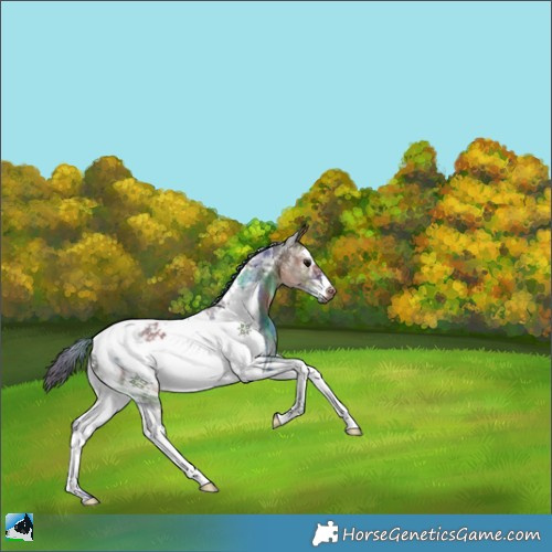 Horse Color:Nacre Brown Sabino Tobiano Frame Rabicano 