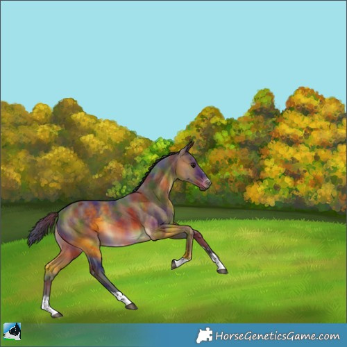 Horse Color:Nacre Brown Rabicano 