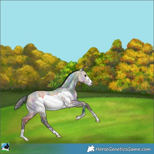 Horse Color:Nacre Bay Dun Frame Rabicano 