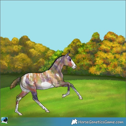 Horse Color:Powder White Nacre Brown Dun Frame Rabicano 
