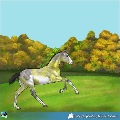Horse Color:Grullo Ice Sabino Frame 