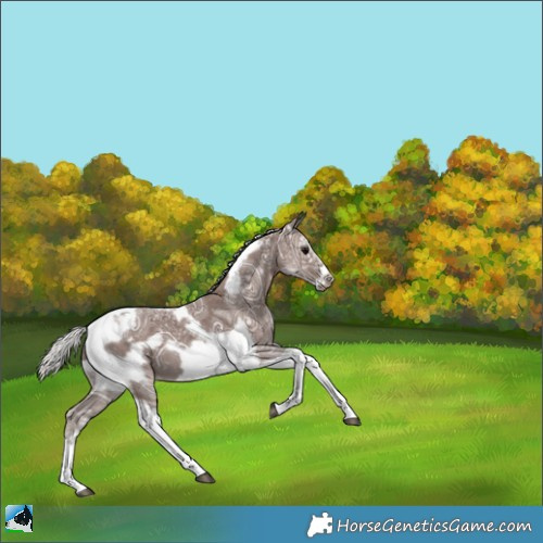 Horse Color:Silver Black Ice Sabino Tobiano Frame 