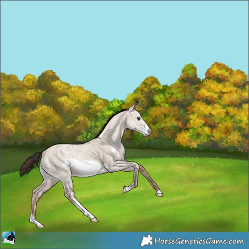Horse Color:Classic Champagne Ice Dun Sabino Frame Rabicano 