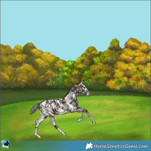 Horse Color:Plaid  White Spotted Black Ice 