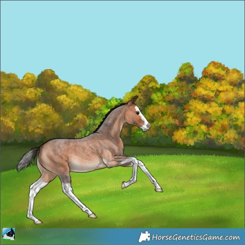 Horse Color:Bay Roan Splash 