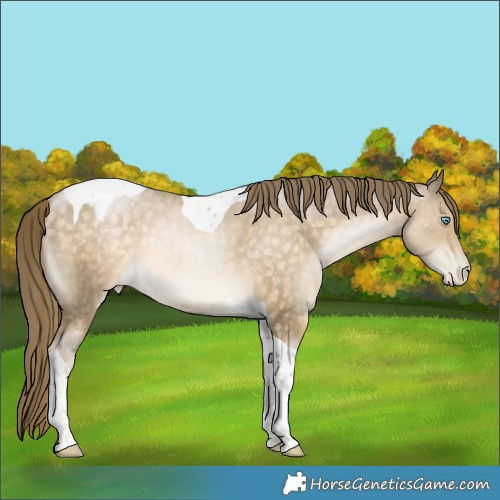 Horse Color:Buckskin Pearl Tobiano Appaloosa 