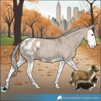 Horse Color:Silver Grullo Roan Splash Appaloosa