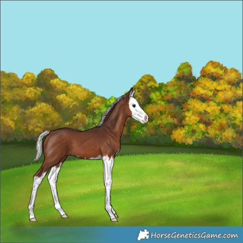 Horse Color:Silver Brown Splash 