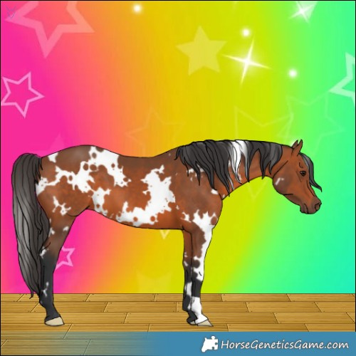 Horse Color:White Spotted Bay