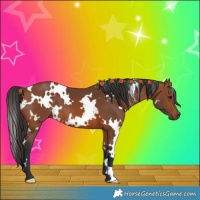 Horse Color:White Spotted Bay 