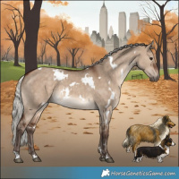 Horse Color:White Spotted Silver Brown Dun 