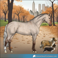Horse Color:Silver Bay Roan Dun 