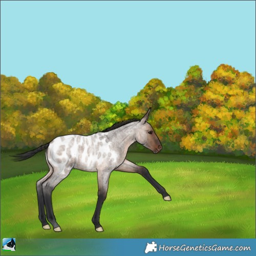 Horse Color:Brown Roan Dun Appaloosa 