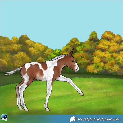 Horse Color:Silver Bay Tobiano 
